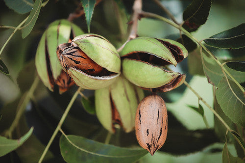 Pawnee Pecan