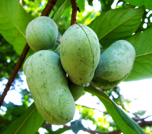 Paw Paw Banana Custard