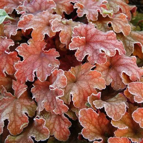 Heuchera-Peach Flambe