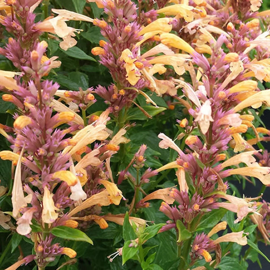 Anise Hyssop Peachie Keen