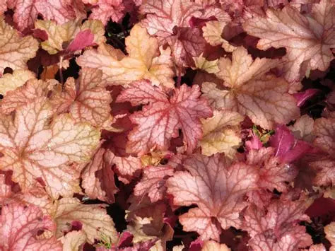 Heuchera-Peach Parfait