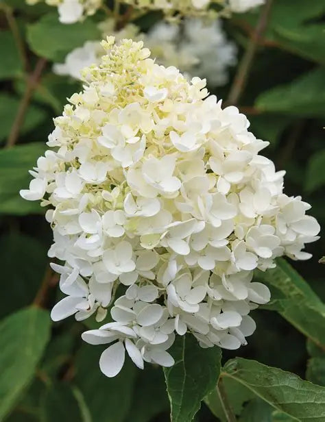 Hydrangea Pee Gee