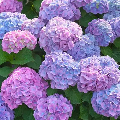 Hydrangea Penny Mac