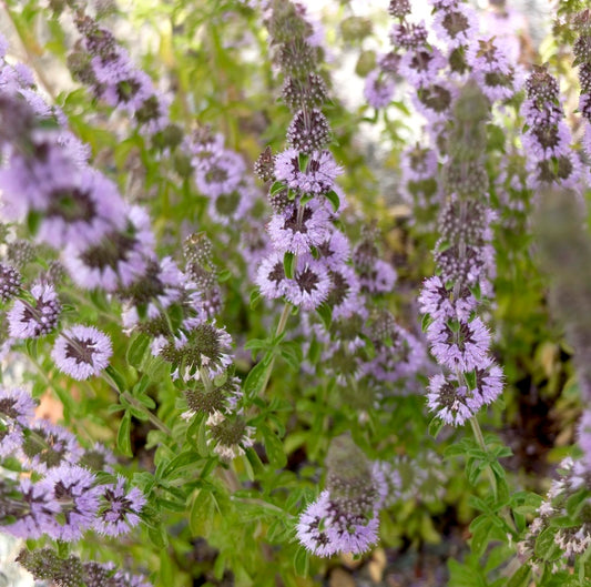 Pennyroyal