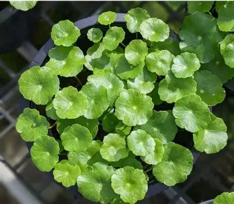 Pennywort Floater