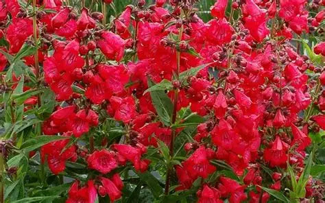 Penstemon Cherry Sparks