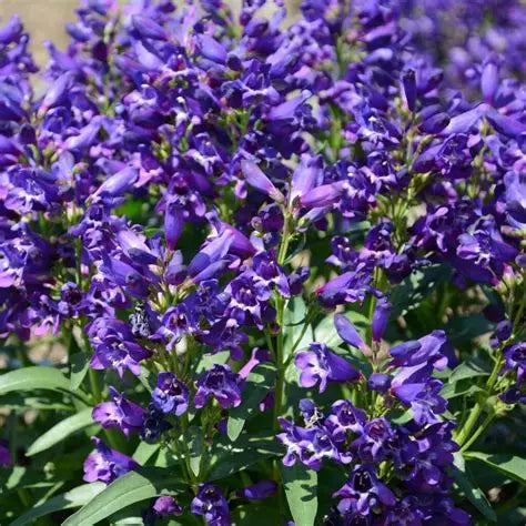 Penstemon Rock Candy Purple
