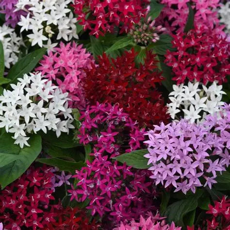 Pentas Star Mix