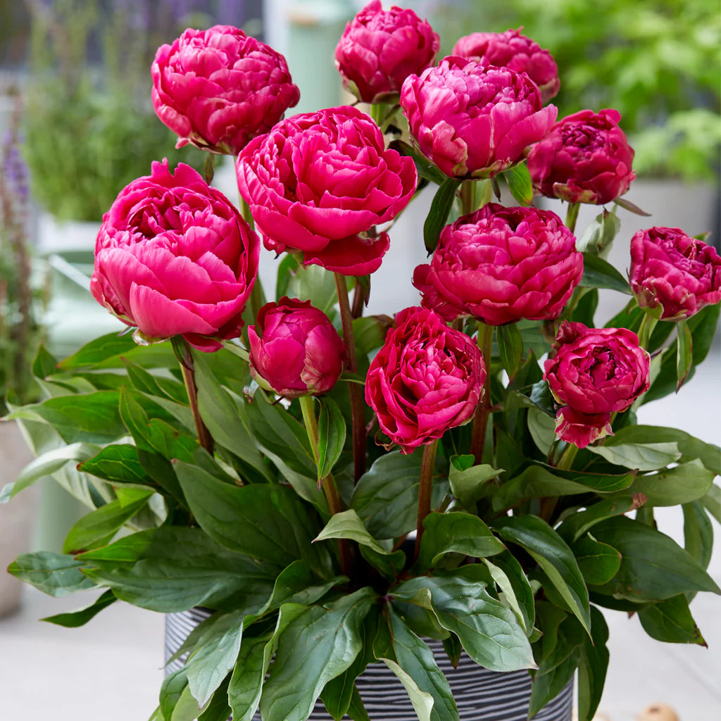 Peony London