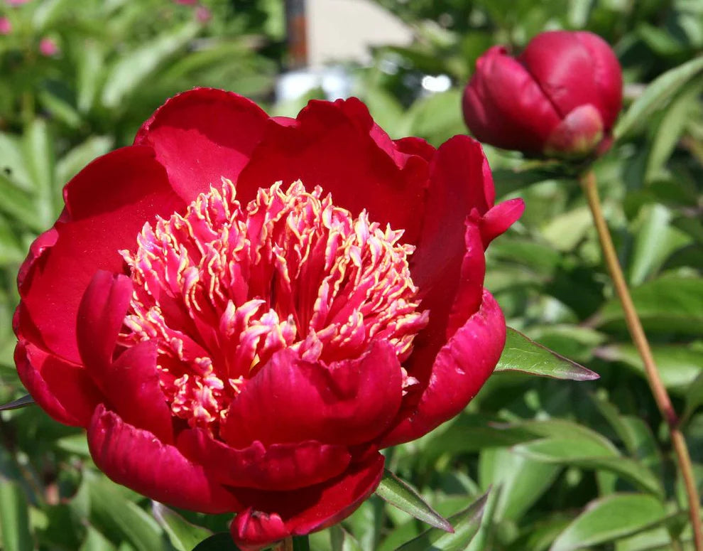 Peony Nippon Beauty