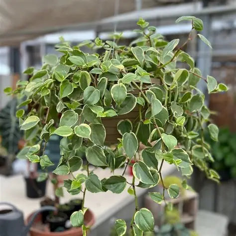 Peperomia Basket