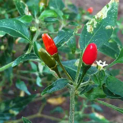 Pequin Hot Pepper
