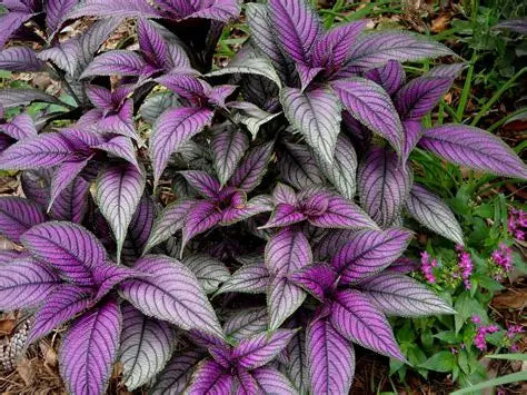 Strobilanthes Persian Shield