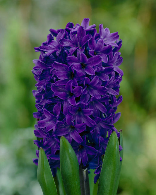Hyacinth Peter Stuyvesant