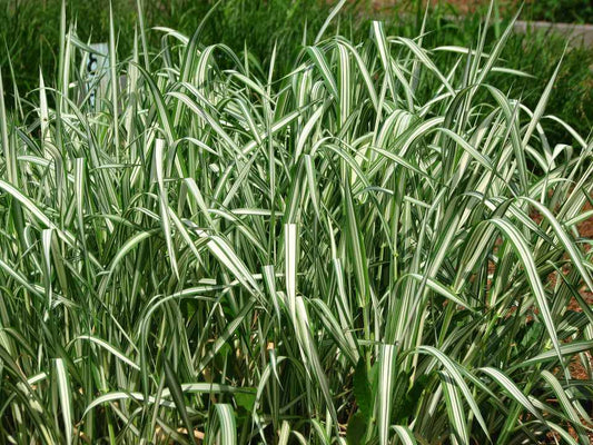 Phalaris Ribbon Grass