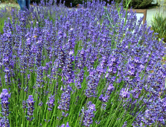 Lavender Phenomenal