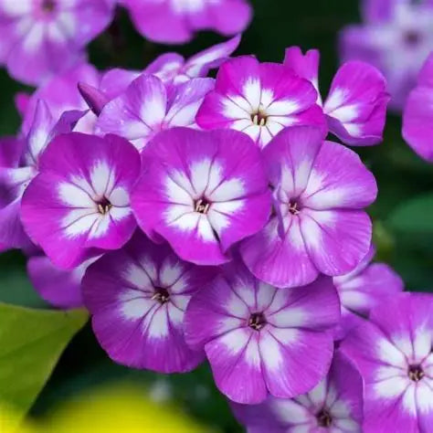 Phlox Adinda