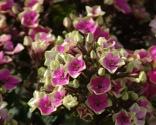 Phlox Aureole