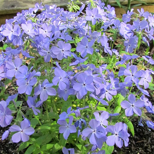 Phlox Blue Moon