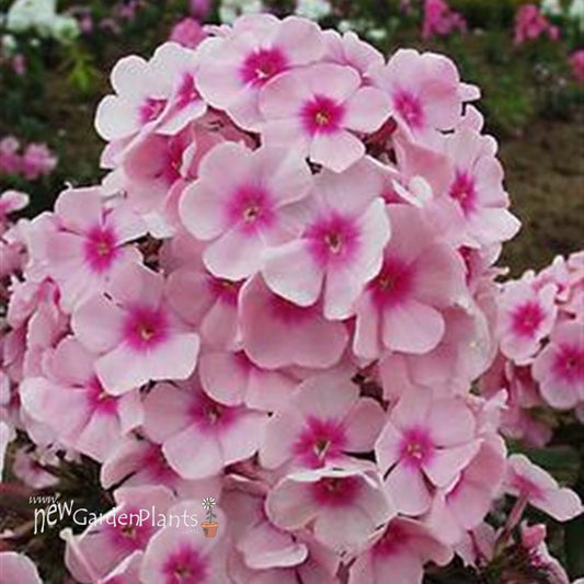Phlox Tall Bright Eyes