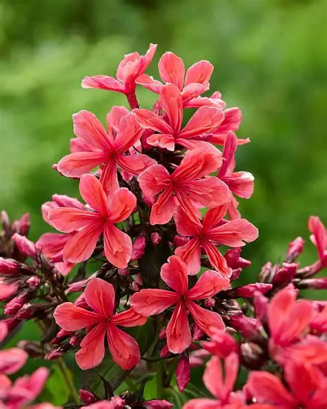 Phlox Cleopatra