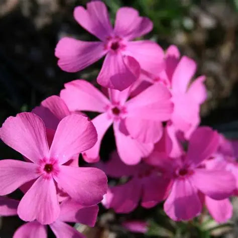 Phlox Drummonds Pink