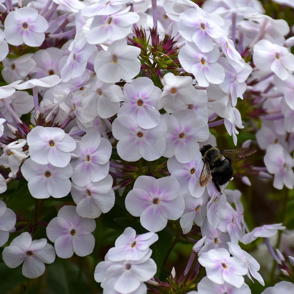 Phlox Tall Early Crystal