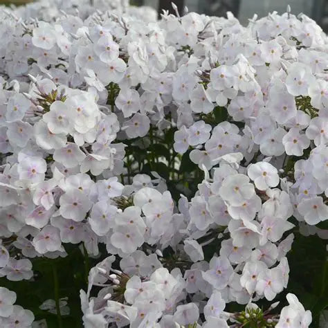 Phlox Fashionably Early Crystal