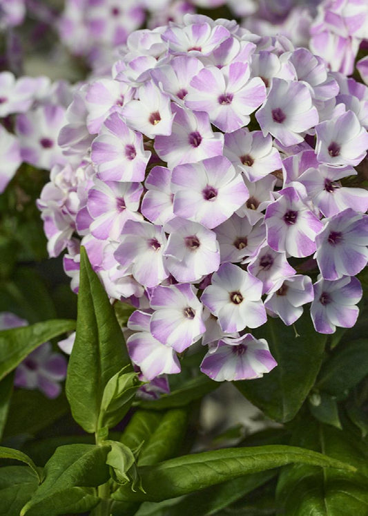 Phlox Flame Lilac