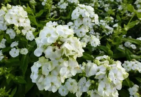 Phlox Jade