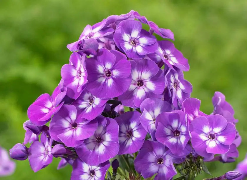 Phlox Laura Purple & White