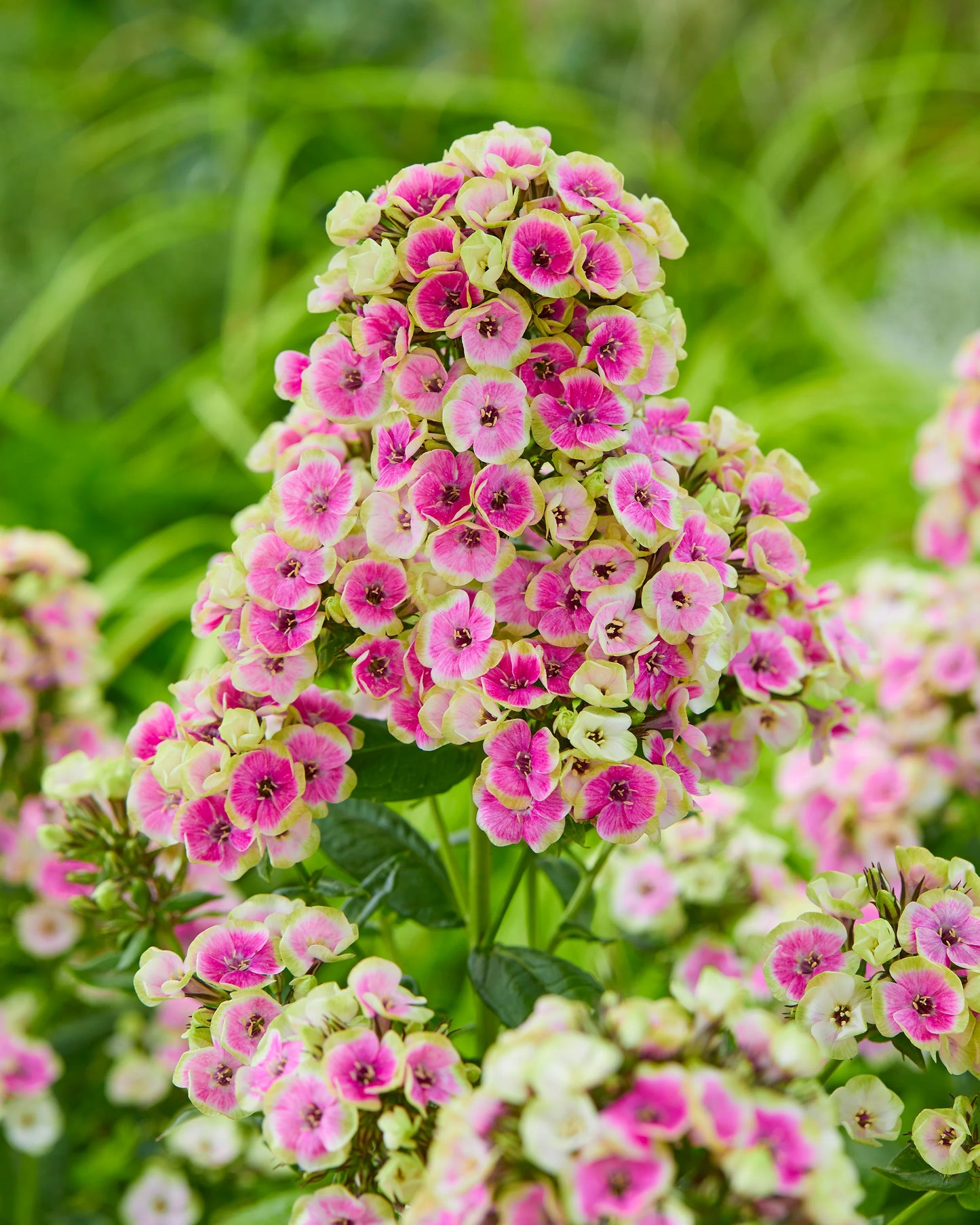 Phlox Orchid Yellow