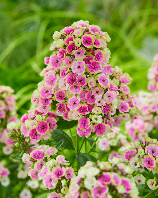 Phlox Orchid Yellow