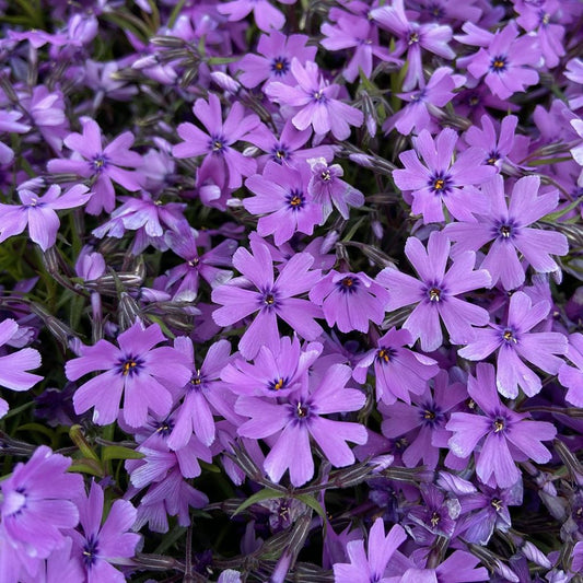 Phlox Purple Beauty