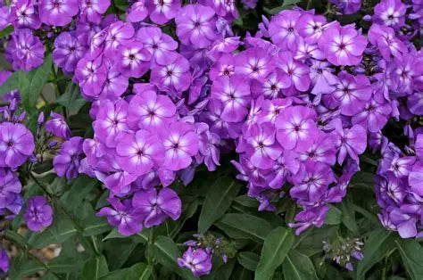 Phlox Purple Kiss
