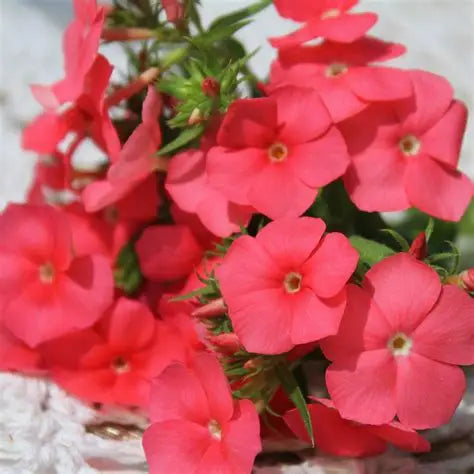 Phlox Salmon Pink