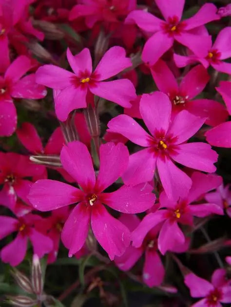 Phlox Scarlet Flame