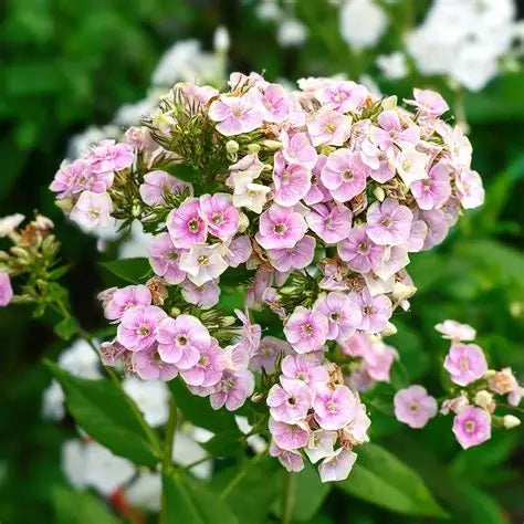 Phlox Sherbert Blend