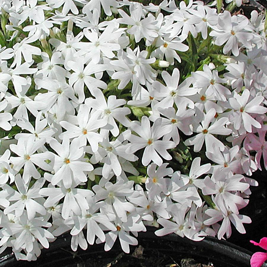 Phlox Snowflake