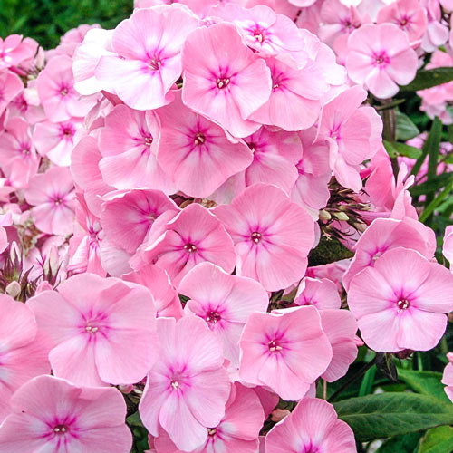 Phlox Soft Pink
