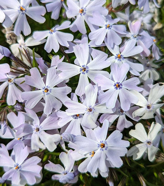 Phlox Spring Blue