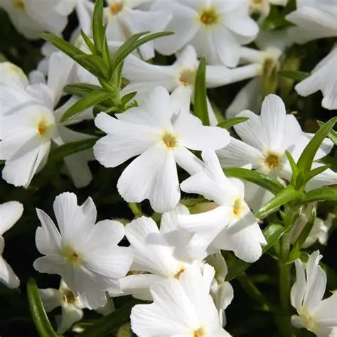 Phlox Spring White