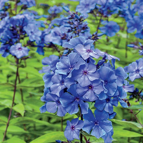 Phlox Tall Blue Buttons