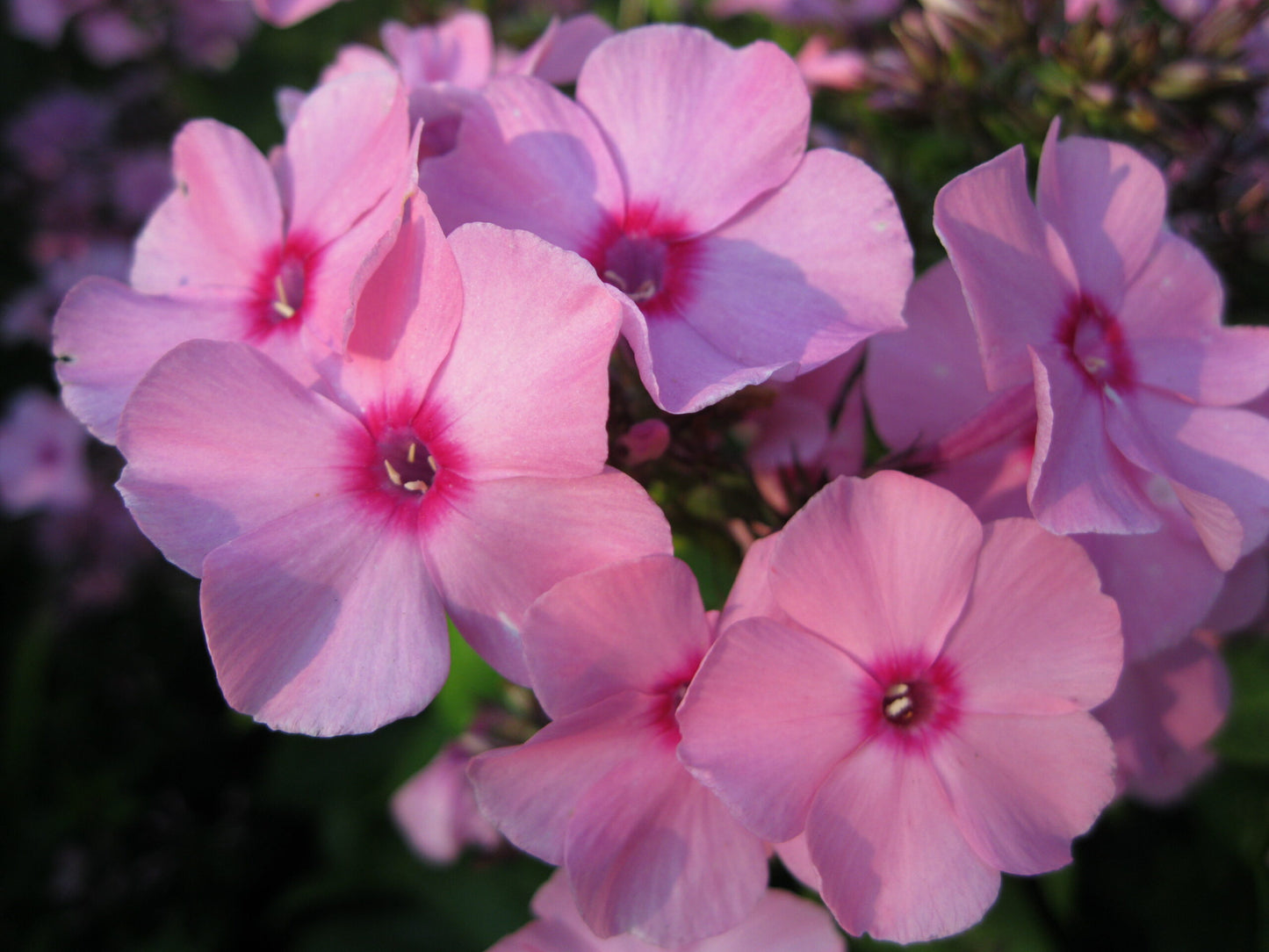 Phlox Flamingo Pink