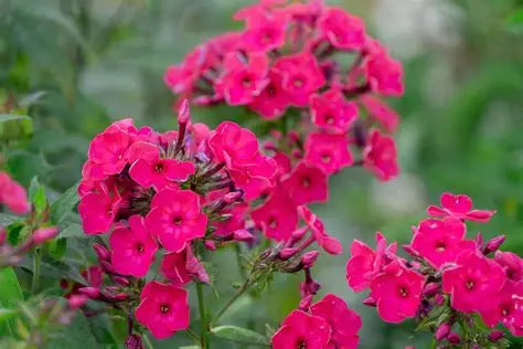 Phlox Tall Fuschia
