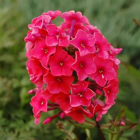 Phlox Tequila Sunrise