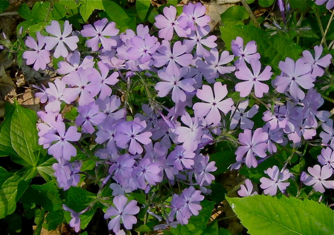Phlox Woodland Violet