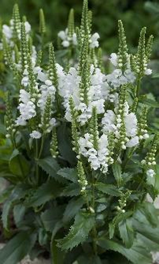 Physostegia Crystal Peak
