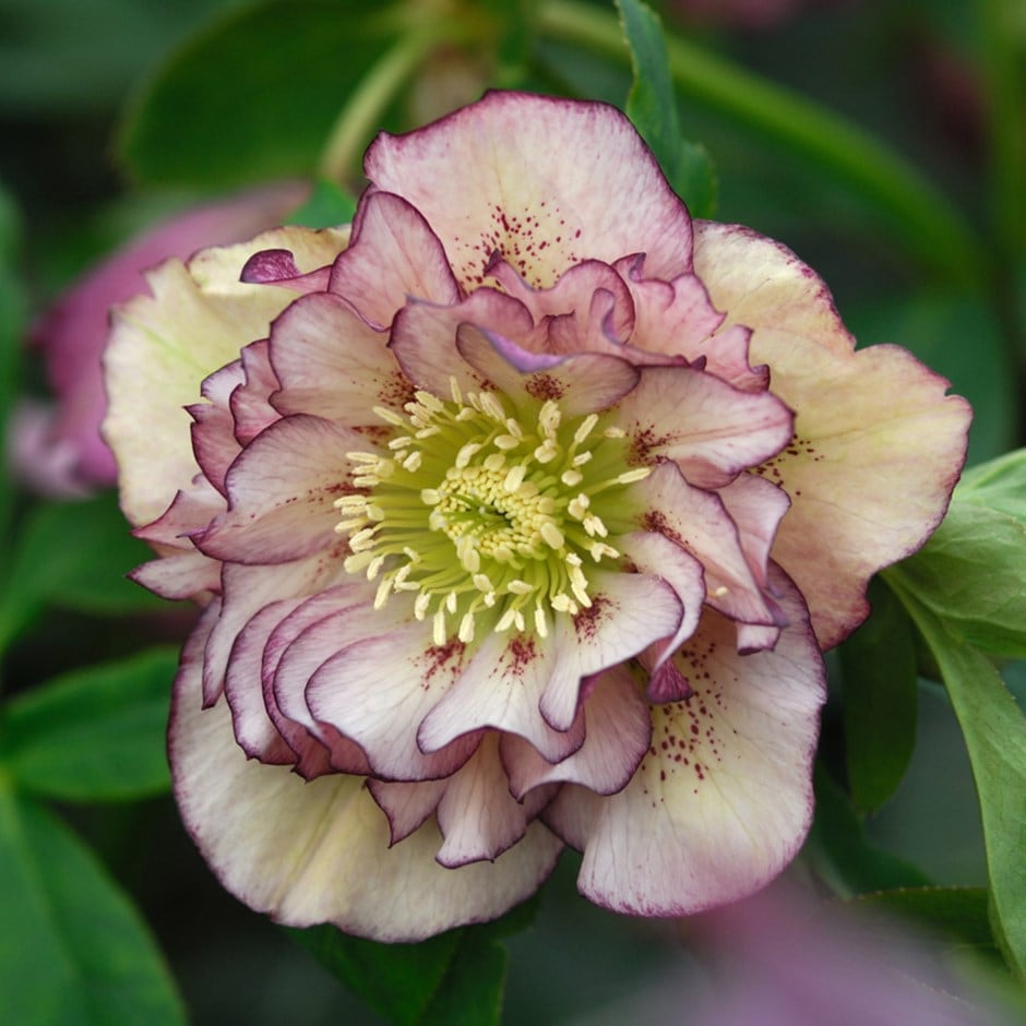 Helleborus-Pretty Ellen Picotee
