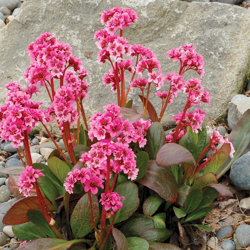 Bergenia-Pigsqueek Pink